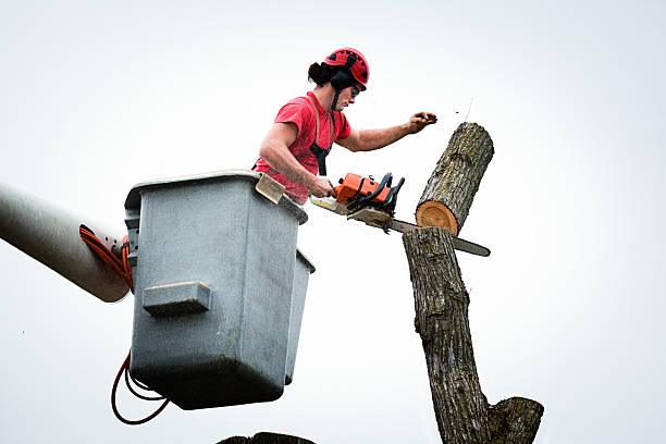 Best Tree Risk Assessment  in Ferriday, LA